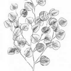 Eucalyptus Sketch I