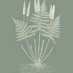 Ferns on Sage VII