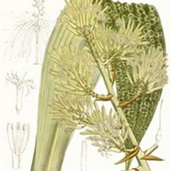 Palm Melange VI
