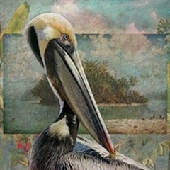 Pelican Paradise II