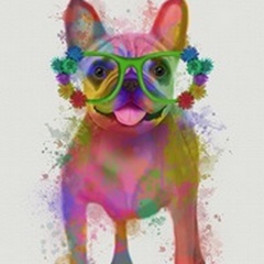 Rainbow Splash French Bulldog, Full