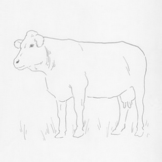 Limousin Cattle IV