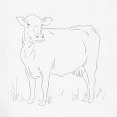 Limousin Cattle II