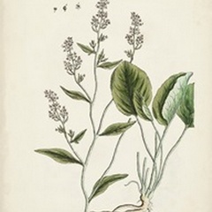 Antique Herbs V