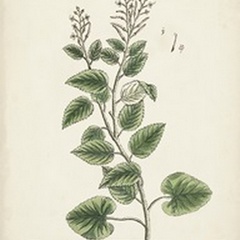 Antique Herbs III