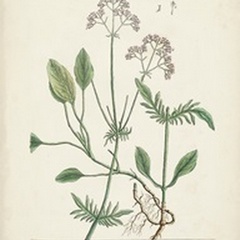Antique Herbs VI