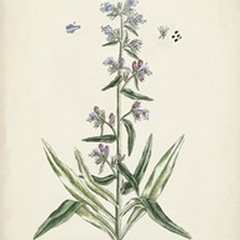 Antique Herbs II