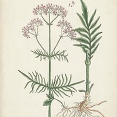 Antique Herbs I