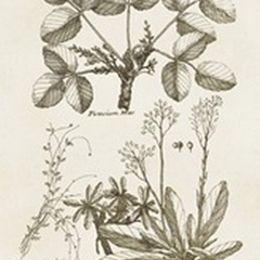 Sepia Botanical Journal VI