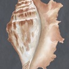 Shells on Slate Collection B