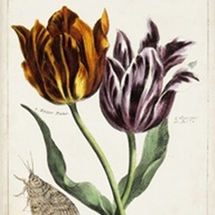Tulip Classics I