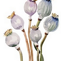 Watercolor Poppy Pods I