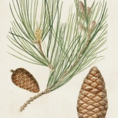 Antique Pine Cones III
