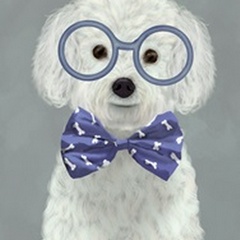 Bichon Frise with Glasses and Bow Tie