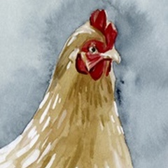 Chicken Portrait II