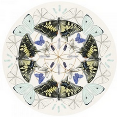 Butterfly Mandala Collection C