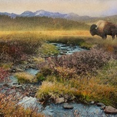 Bison and Creek