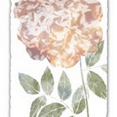 Watercolor Bloom III