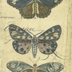 Butterfly Ephemera III