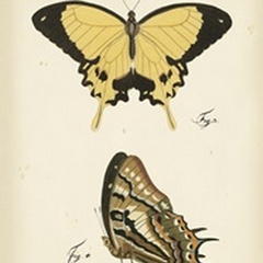 Butterfly Profile II
