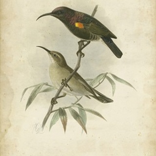 Antique Gould Hummingbird II