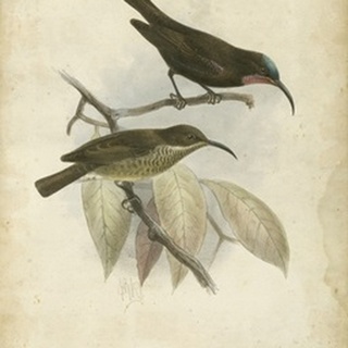 Antique Gould Hummingbird I