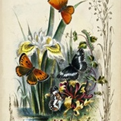 Victorian Butterfly Garden II