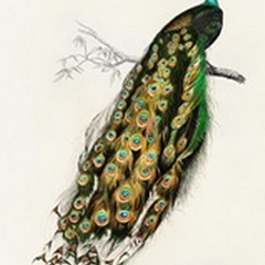 d'Orbigny Exotic Bird II