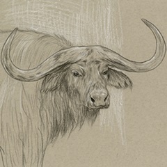 Longhorn Sketch II
