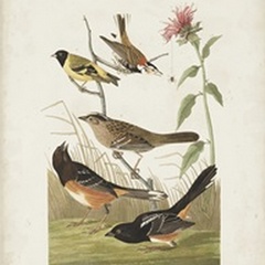 Pl 394 Chestnut Coloured Finch