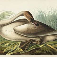 Pl 376 Trumpeter Swan