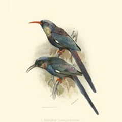 Birds in Nature III