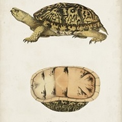 Antique Turtles & Shells V