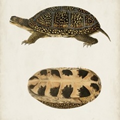 Antique Turtles & Shells VI