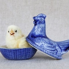 Chick in Blue Hen