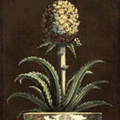 Potted Pineapple II