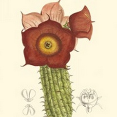 Curtis Flowering Cactus II