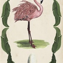 Antiquarian Menagerie - Flamingo I