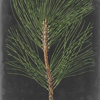 Dramatic Pine I