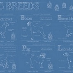 Dog Breeds Infograph