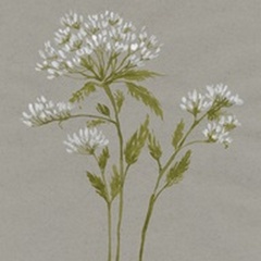 White Field Flowers IV