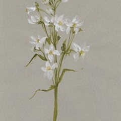 White Field Flowers I