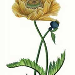 Poppy Flower I