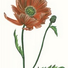 Poppy Flower III