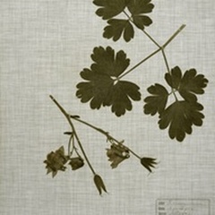 Pressed Leaves on Linen I
