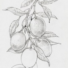 Fruit-Bearing Branch I