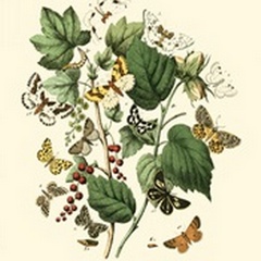 Garden Butterflies IV