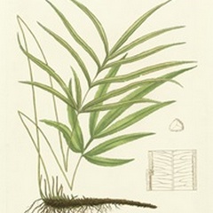 Eaton Ferns I