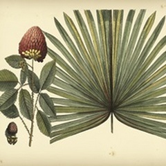 Antique Brazilian Palm