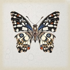 Butterfly Study II